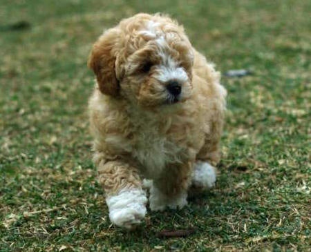 Bichon cross hot sale cocker spaniel